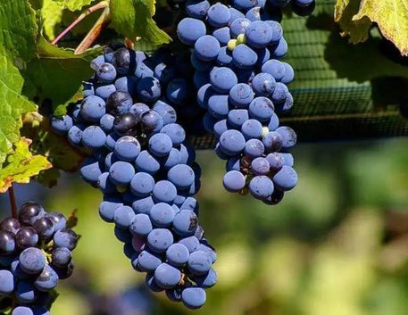 Syrah Day: Saiba mais sobre essa Uva Notável - Vinsel Vinhos