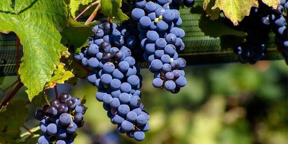 Syrah Day: Saiba mais sobre essa Uva Notável - Vinsel Vinhos