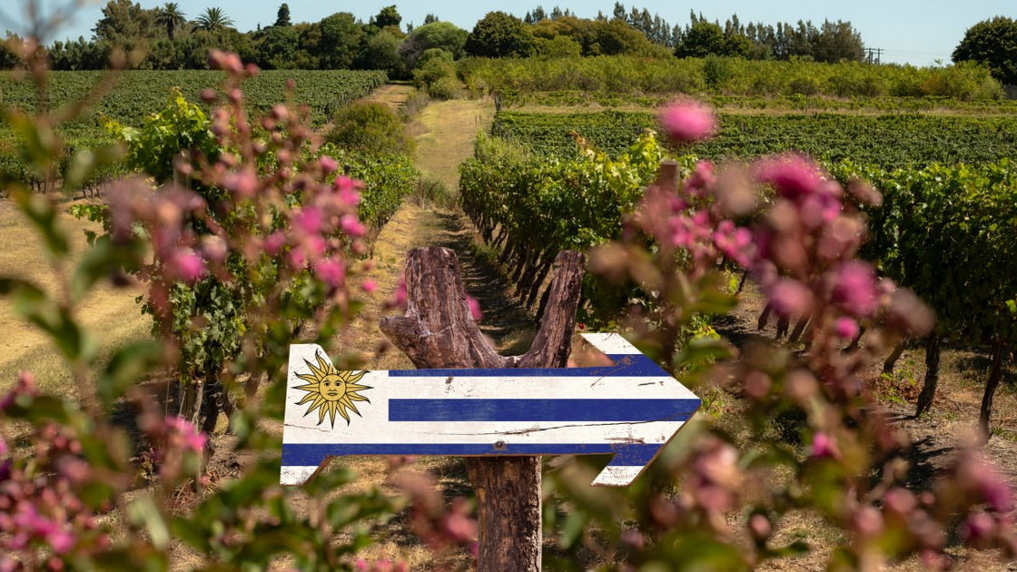 Vinhos Uruguaios: Tudo o que Você Precisa Saber - Vinsel Vinhos