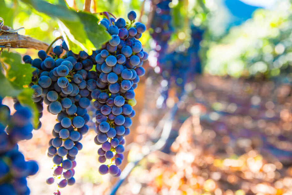 Carménère: A Uva Perdida de Bordeaux que Encontrou a Glória no Chile