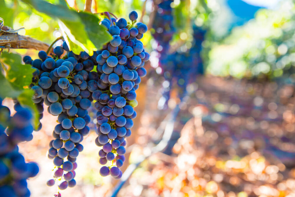 Carménère: A Uva Perdida de Bordeaux que Encontrou a Glória no Chile