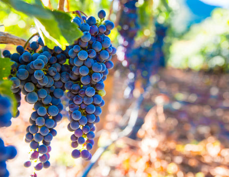 Carménère: A Uva Perdida de Bordeaux que Encontrou a Glória no Chile