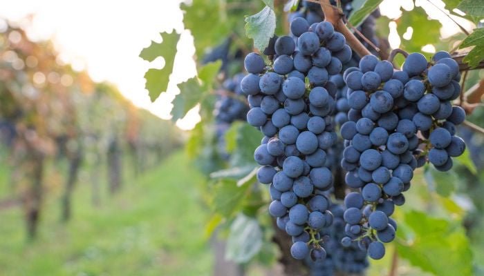 Carménère Day: Tudo o que você precisa saber - Vinsel Vinhos