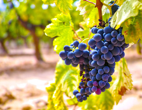 Celebre o dia da uva Grenache: Uma variedade versátil e encantadora