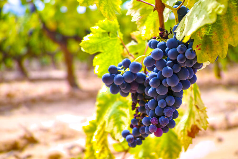 Celebre o dia da uva Grenache: Uma variedade versátil e encantadora