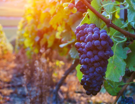 Dia da Uva Merlot: A Uva Queridinha dos Vinhos