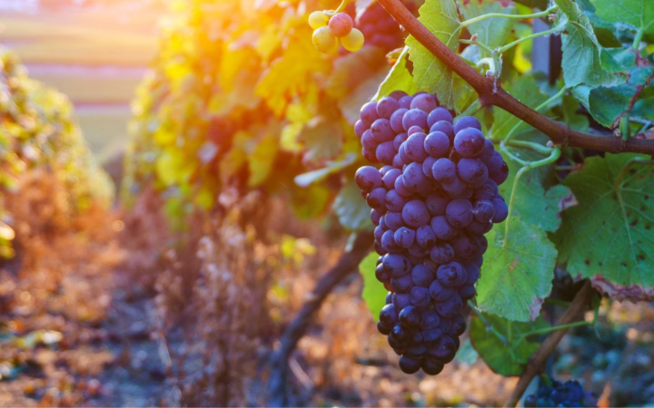 Dia da Uva Merlot: A Uva Queridinha dos Vinhos