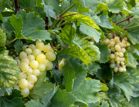Dia mundial da Moscato: celebrando o vinho doce