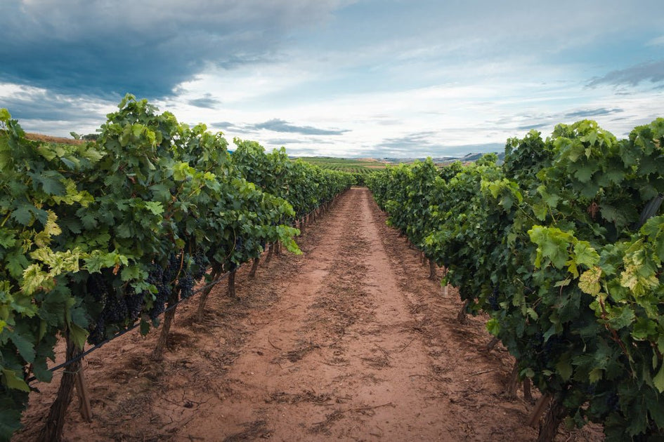 A Influência do Solo na Complexidade do Vinho - Vinsel Vinhos