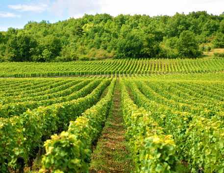 Vinícolas de Bordeaux: Um Passeio Pelas Características das Suas Regiões