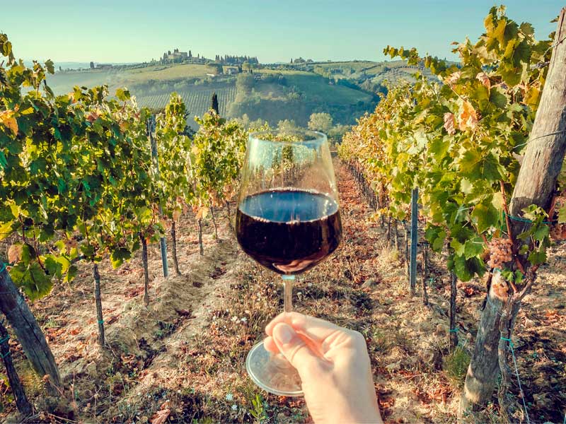 Vinhos Orgânicos: o que são, como são produzidos e por que estão conquistando o mundo