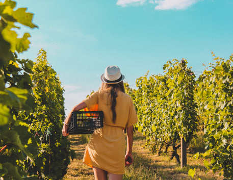 Enoturismo no Vale do Maipo: viver o vinho onde tudo começa