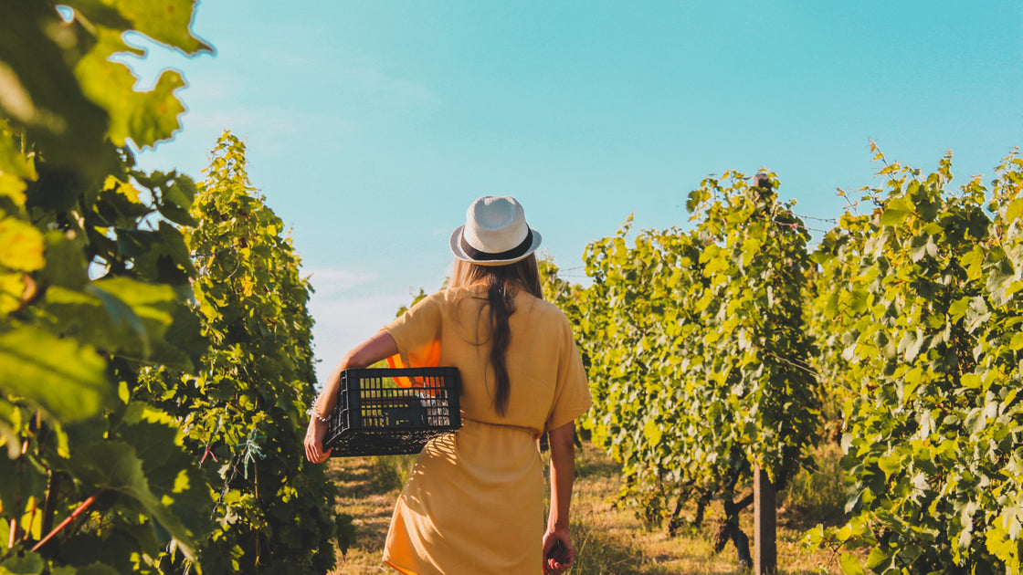 Enoturismo no Vale do Maipo: viver o vinho onde tudo começa