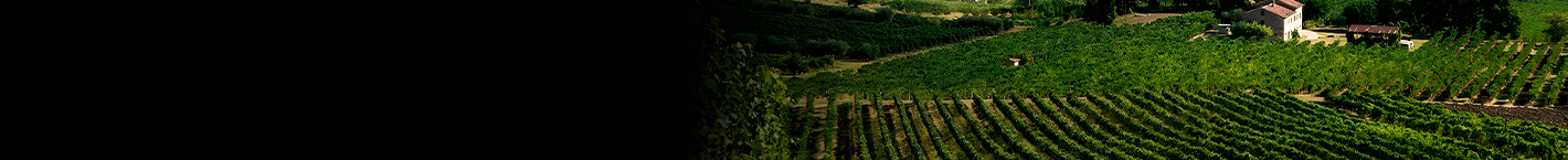 Bodega Amalaya - Vinsel Vinhos